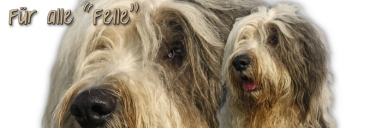 Spardose Bobtail (Altenglischer Schäferhund) #1